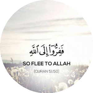 بروفايل safaa eldeeb