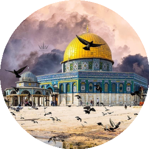 بروفايل محمد فايز عدلي